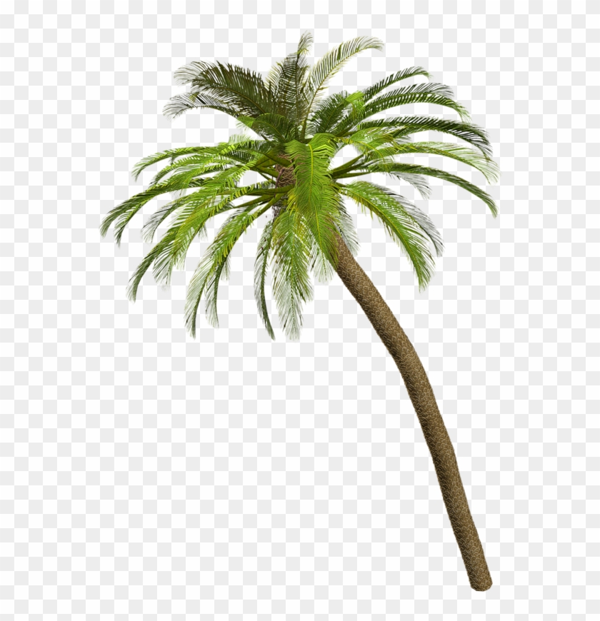 Palmera Png - Palmeras De Playa Png Clipart