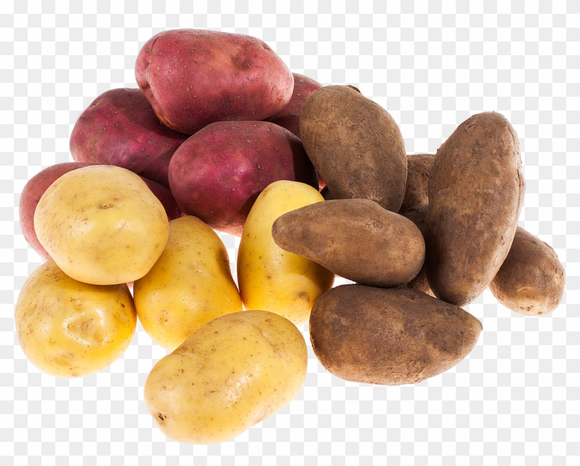 Types Of Potato ›› - Russet Burbank Potato Clipart