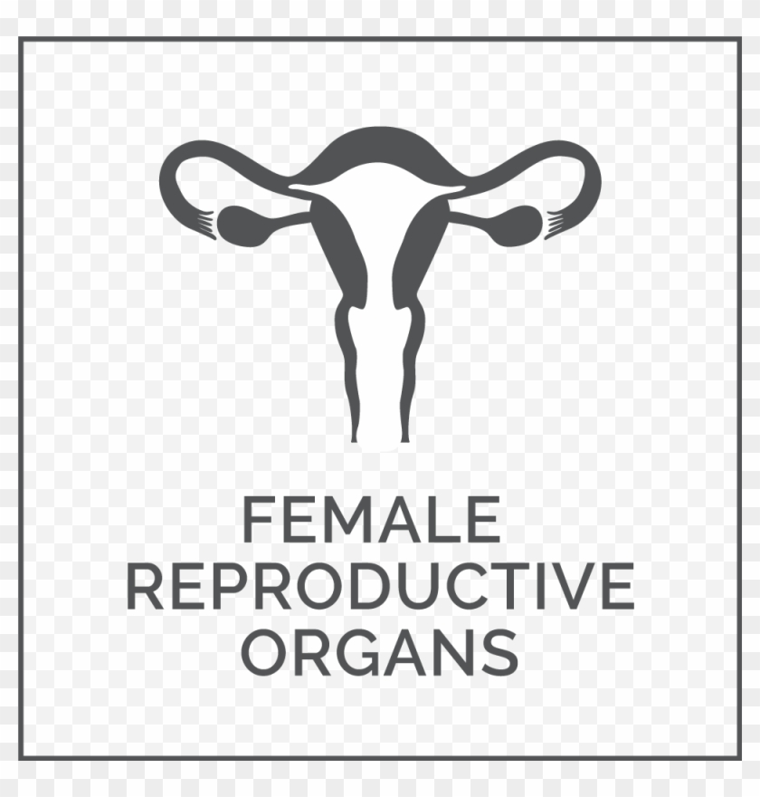 Femal - Skull Clipart #2214860