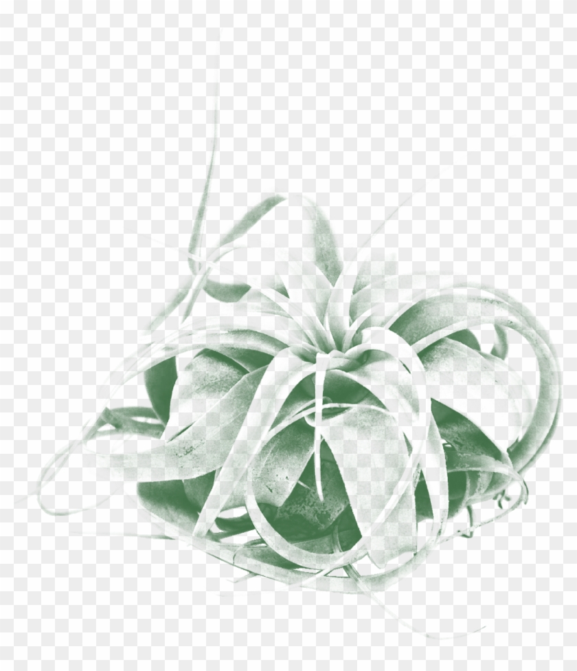 Hymenocallis Clipart