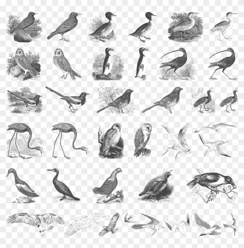 You May Also Like - Birds Copyright Free Engraving Clipart