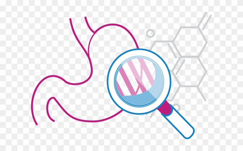 Did You Know - Stomach Graphic Png Clipart