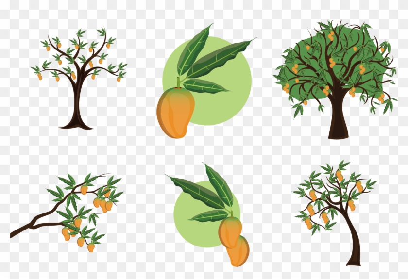 Mangifera Indica Mango Tree Clip Art - Planta De Mango Vector Png Transparent Png #2218443
