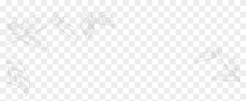 Tea Leaves Sketch Png Clipart