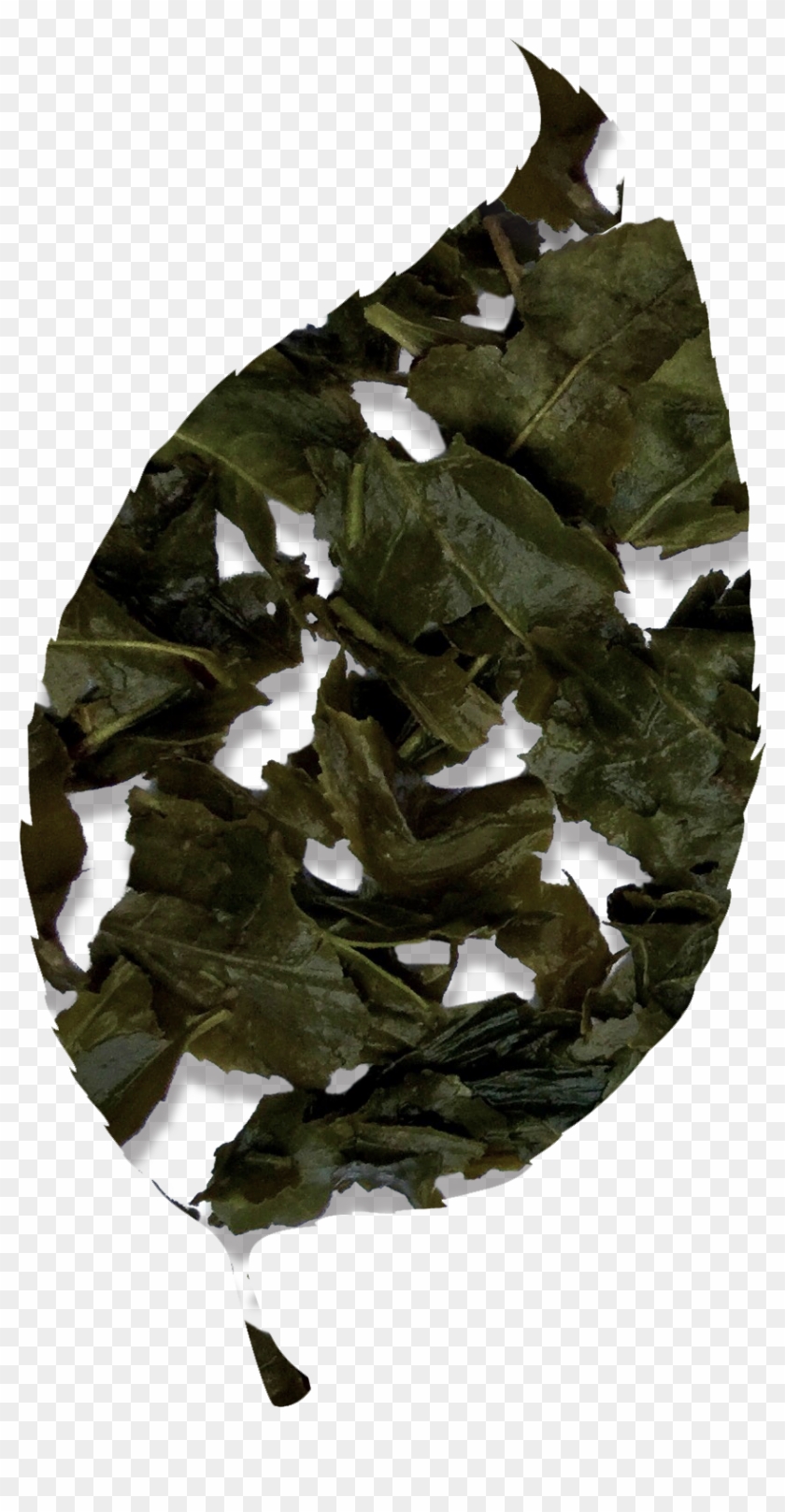 Bancha Green Tea - Oak Clipart #2218904