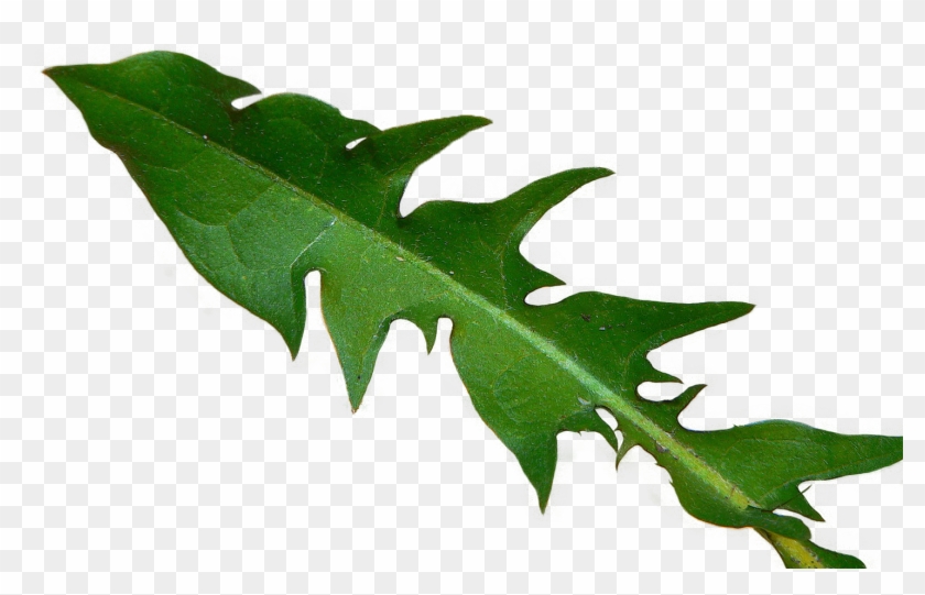 Bgtransp L Taxicumleaf - Guinea Pig Dandelion Leaves Clipart