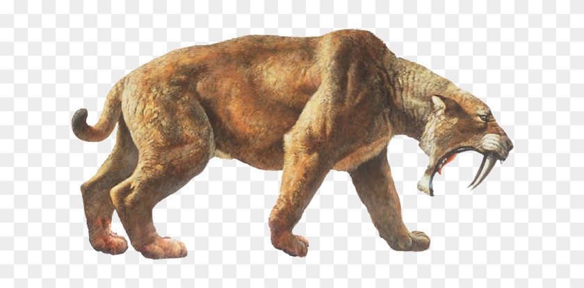 Tigers Drawing Saber Tooth Tiger - Sabre Tooth Tiger Png Clipart