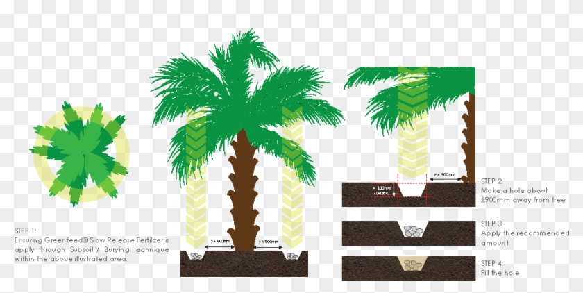 Hmtf Apply - Attalea Speciosa Clipart