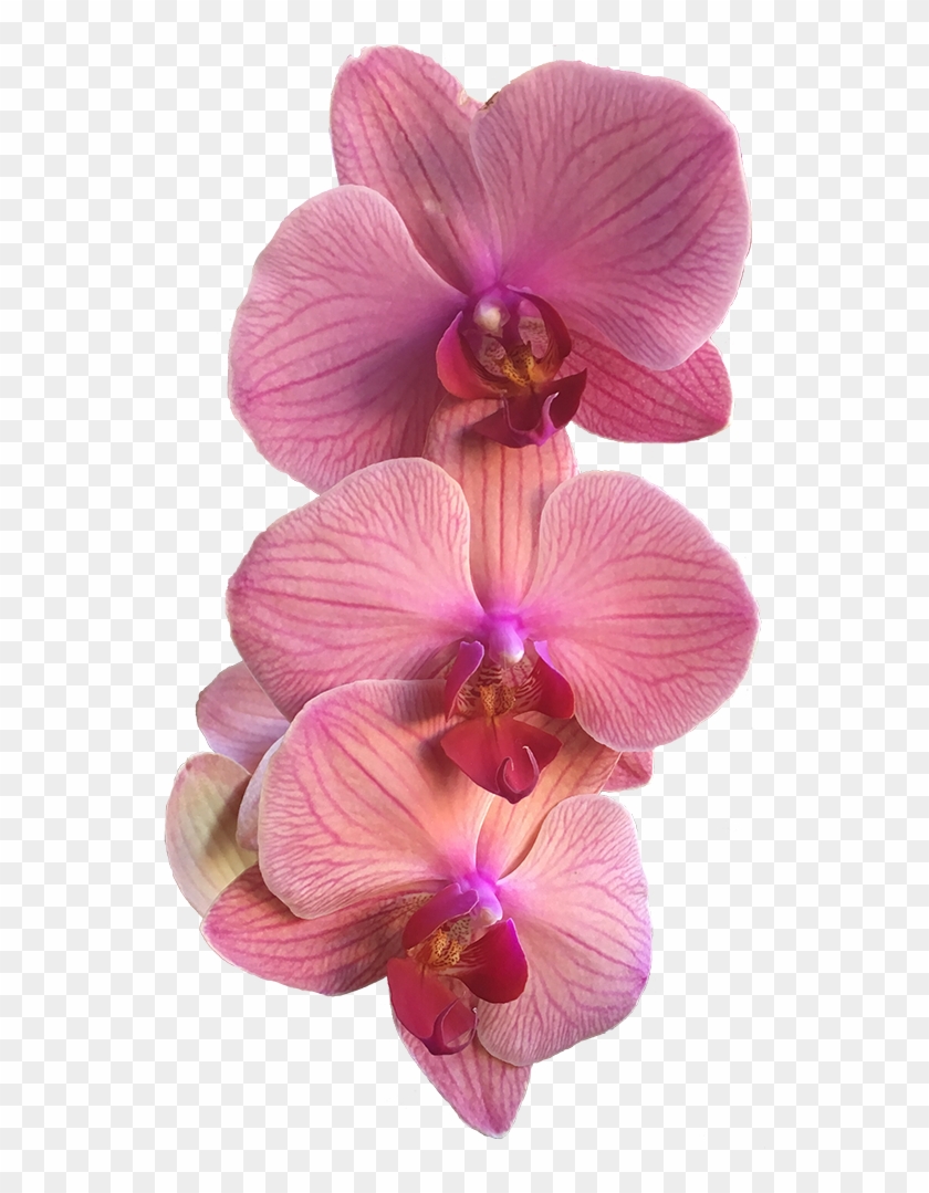 A Group Of Three Pink Orchids - Moth Orchid Clipart #2225469