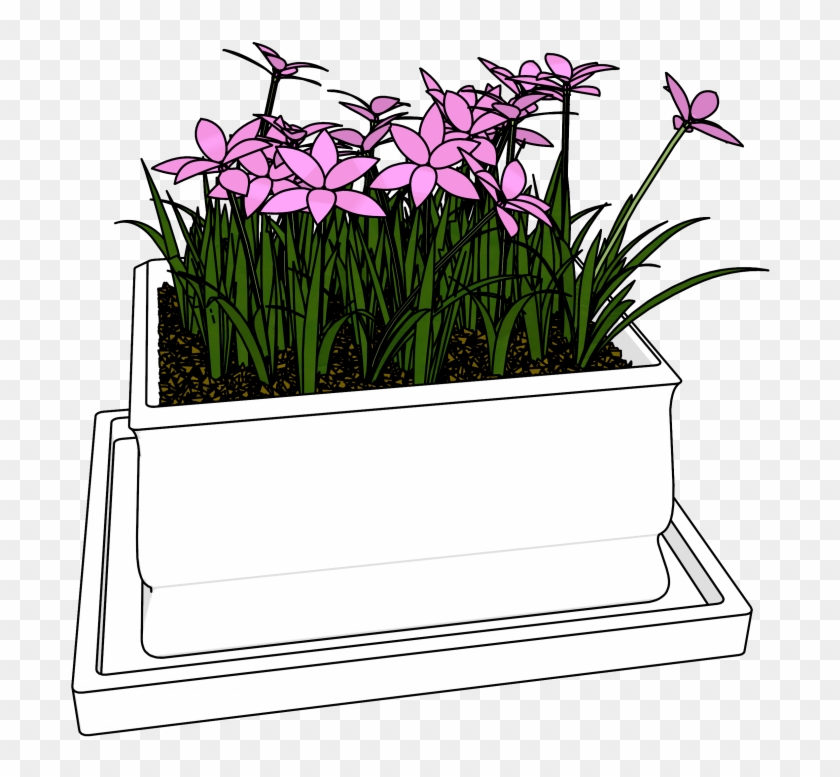 Flowers Bucket Clipart Download Hd Picture - Lady Tulip - Png Download #2225691