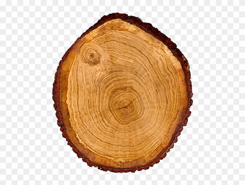 Cross Section Of A Tree Trunk - Редкие Породы Дерева В Интерьере Clipart