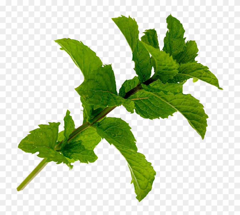 Mentha Spicata Leaf Birds Nest Plant - Tree Clipart #2227455