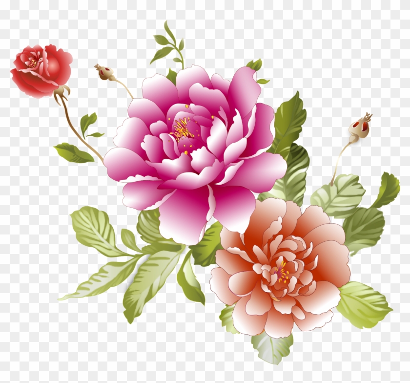 Centifolia Roses Floral - 牡丹 花 图片 下载 Clipart #2227654