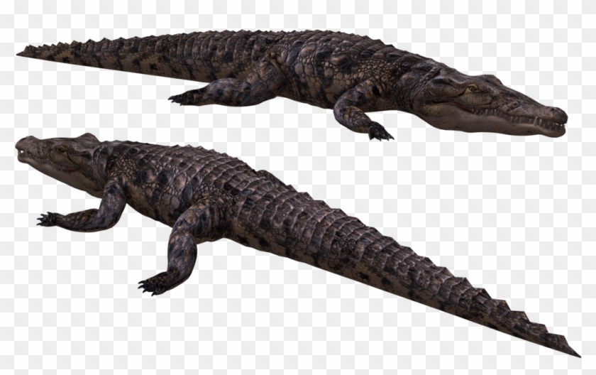 Image - American Crocodile Clipart #2230930