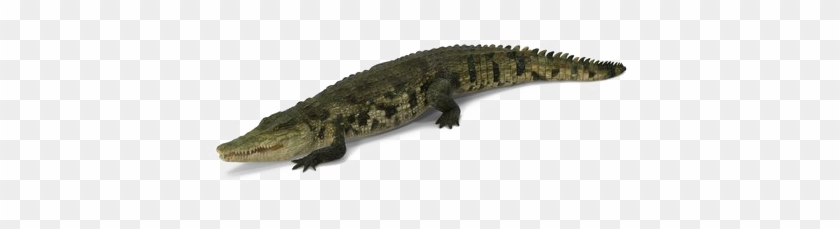 Crocodile Png Picture - American Crocodile Clipart #2230969
