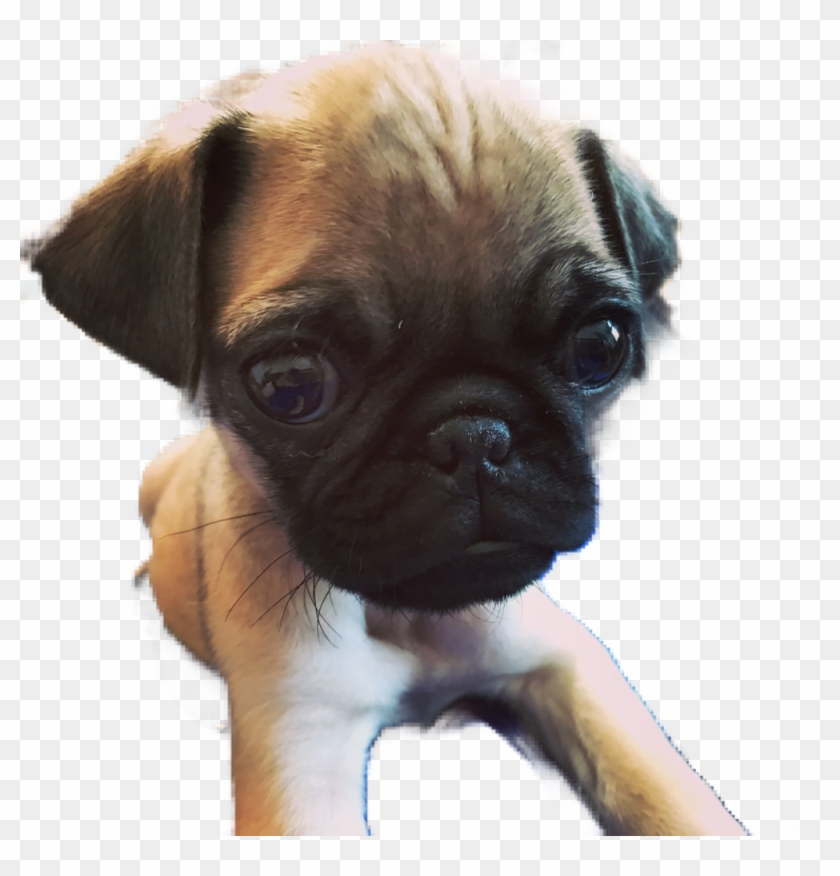 Pug Face Png Clipart #2231896