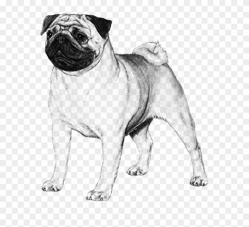 Pug - Pug Akc Clipart