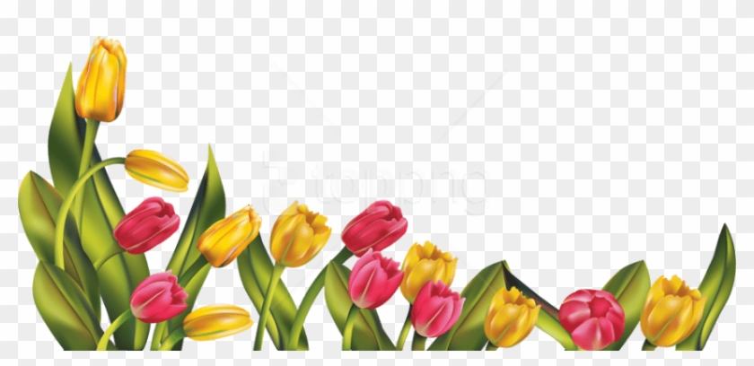 Free Png Download Tulip Png Images Background Png Images - Tulip Png Clipart #2233216