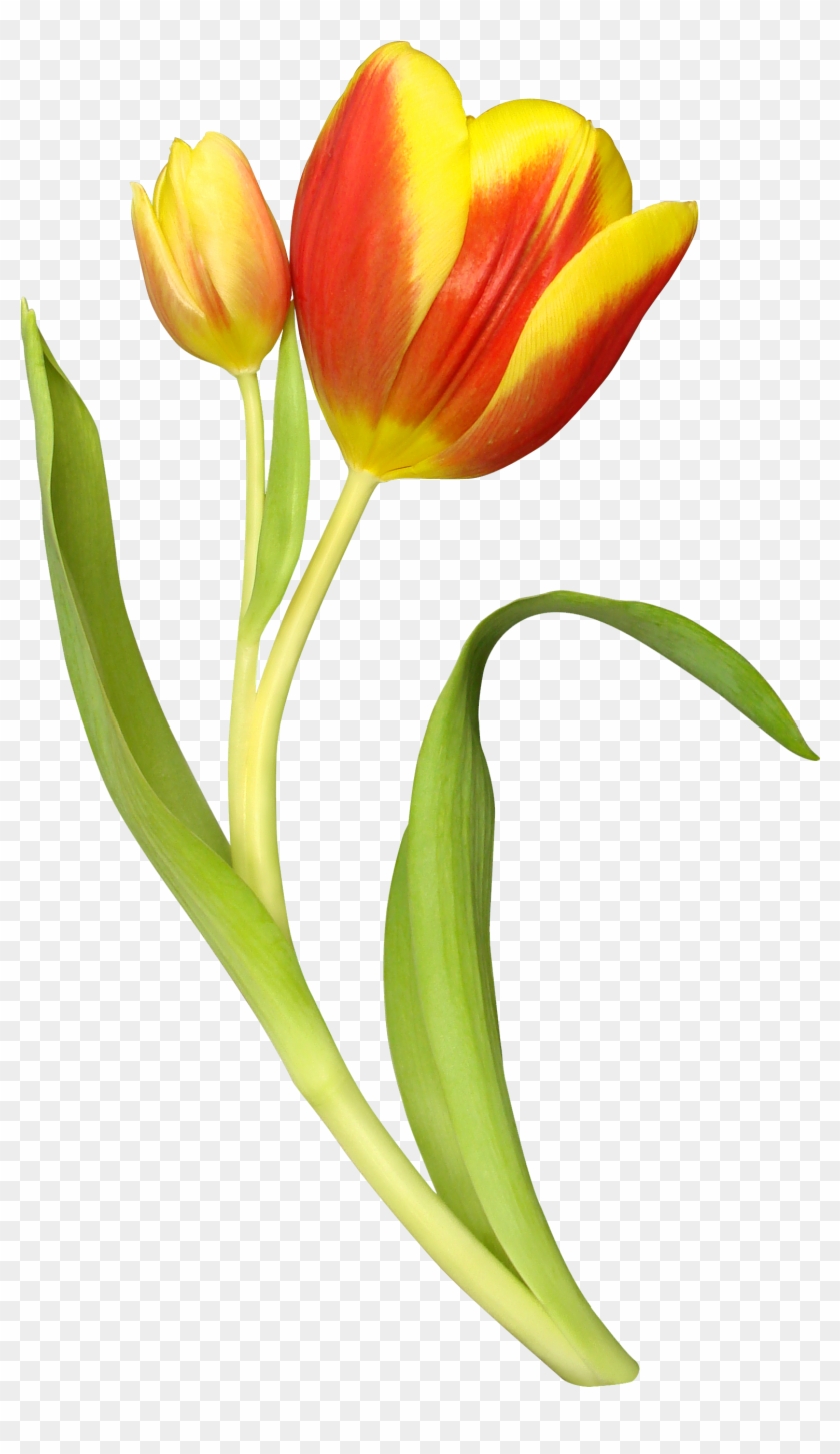 Тюльпан На Прозрачном Фоне Clipart