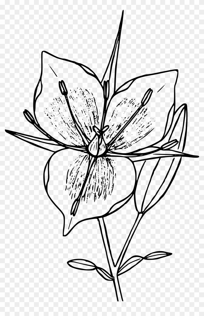 This Free Icons Png Design Of Mountain Mariposa - Mariposa Flower Png Clipart