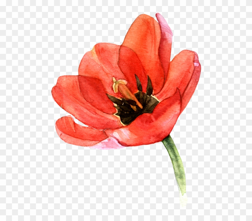Vector Freeuse Stock Drawing Tulip Oil Pastel - Watercolor Tulips Png Clipart