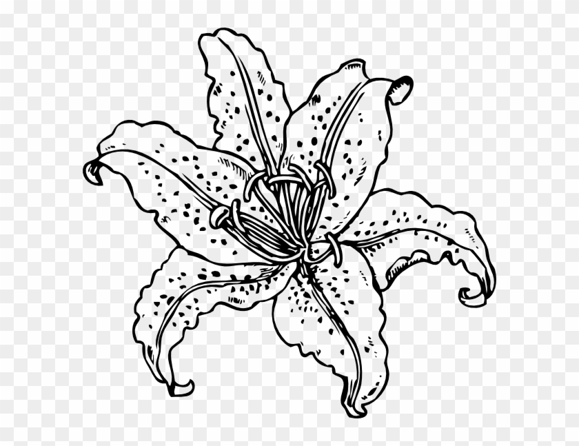 Tiger Lily Line Drawing Clipart