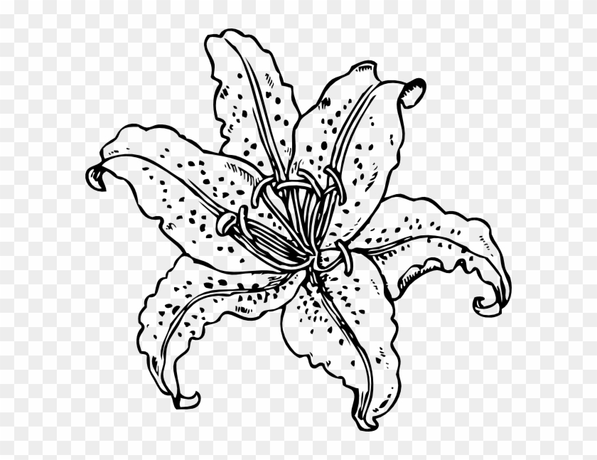Tiger Lily Line Drawing Clipart #2233651