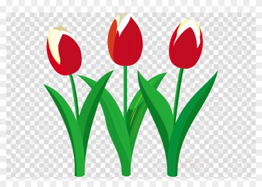 Tulip Clipart Tulip Flower Clip Art - Png Download