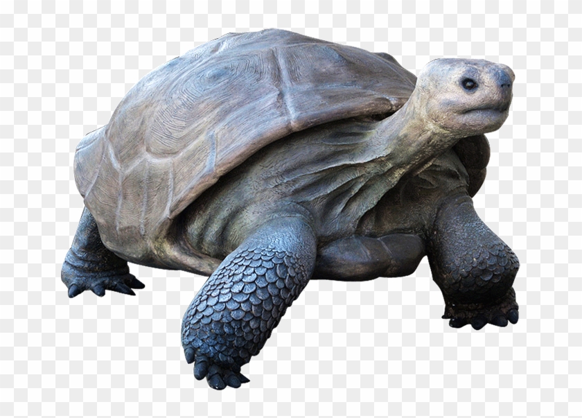 Galapagos Tortoise In Water - Galapagos Tortoise Transparent Clipart