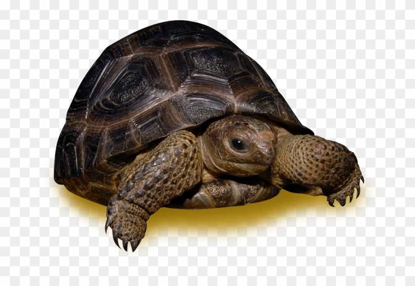 35 Pound Tortoise , Png Download Clipart #2233793