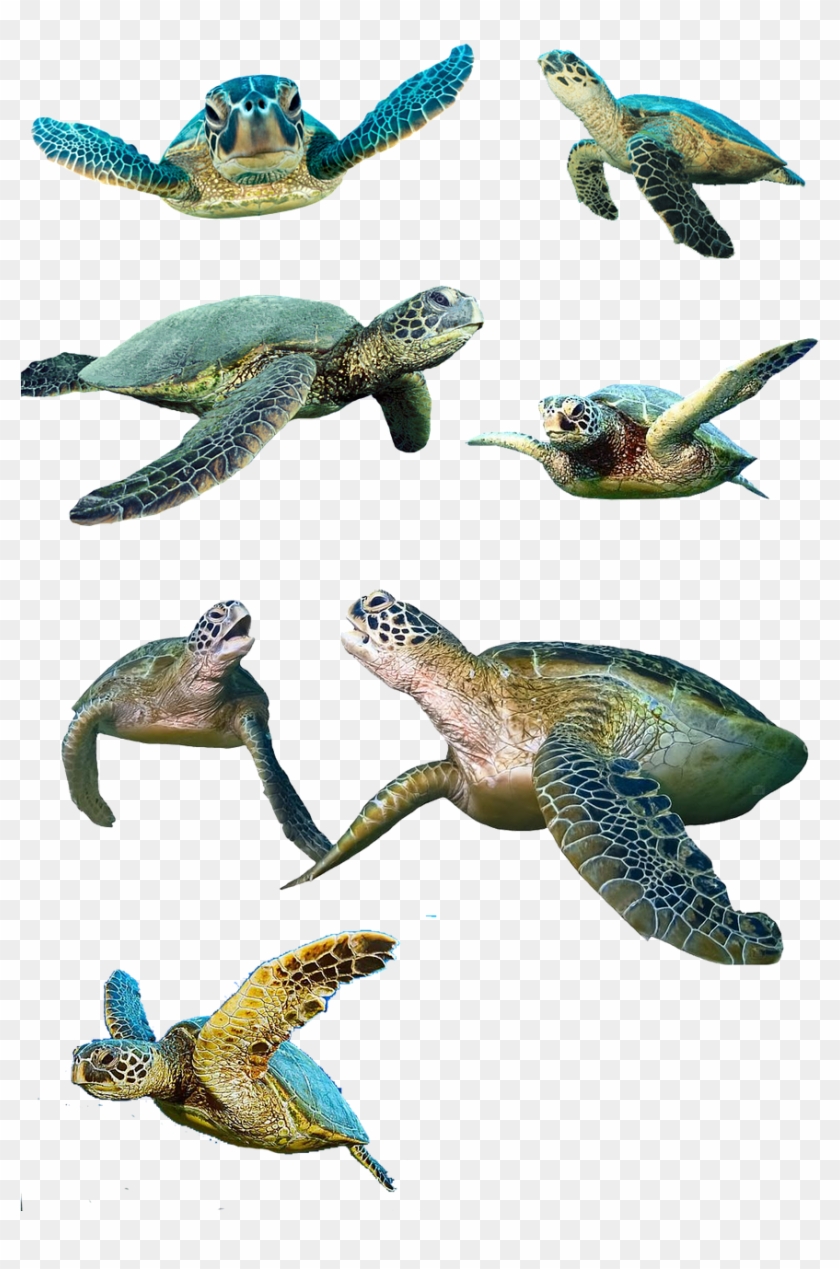 Turtle,isolated,water Turtle,panzer,tortoise Shell,animal,reptile, - Sea Turtle Clipart