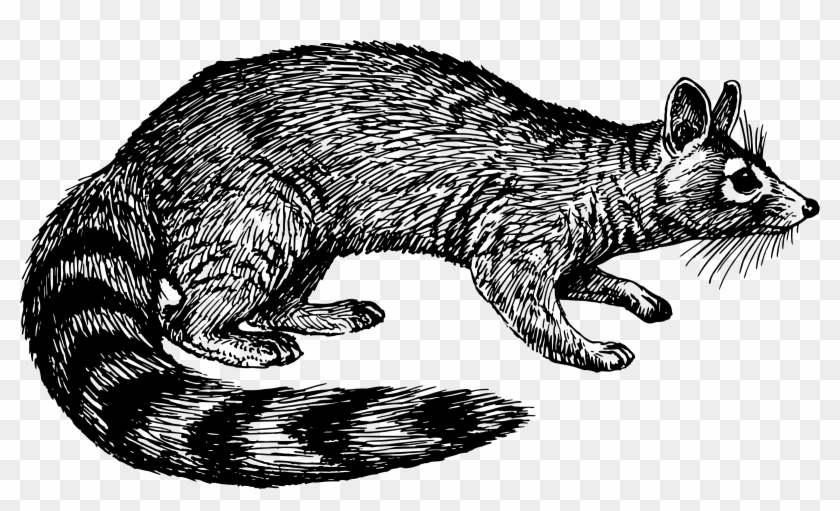 This Free Icons Png Design Of Ring-tail Cat Clipart #2233937