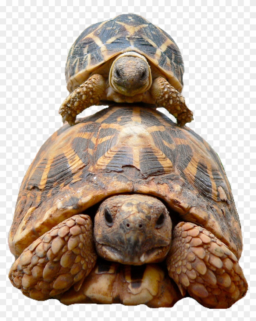 Best Turtle In The World , Png Download Clipart #2233981
