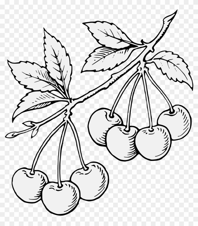 Cherry Sprig Fructed - Seedless Fruit Clipart