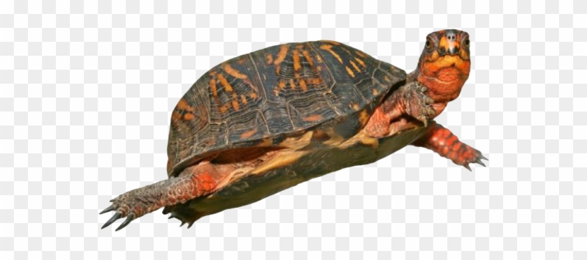 Jpg Library Png Images Pluspng Box Hd - Box Turtle Png Clipart