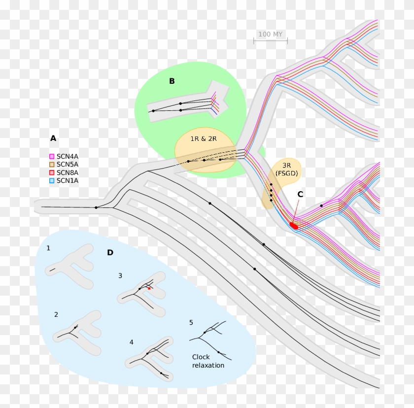 Shows A Reconciliation Of An Inferred Gene Tree For - Illustration Clipart #2234987