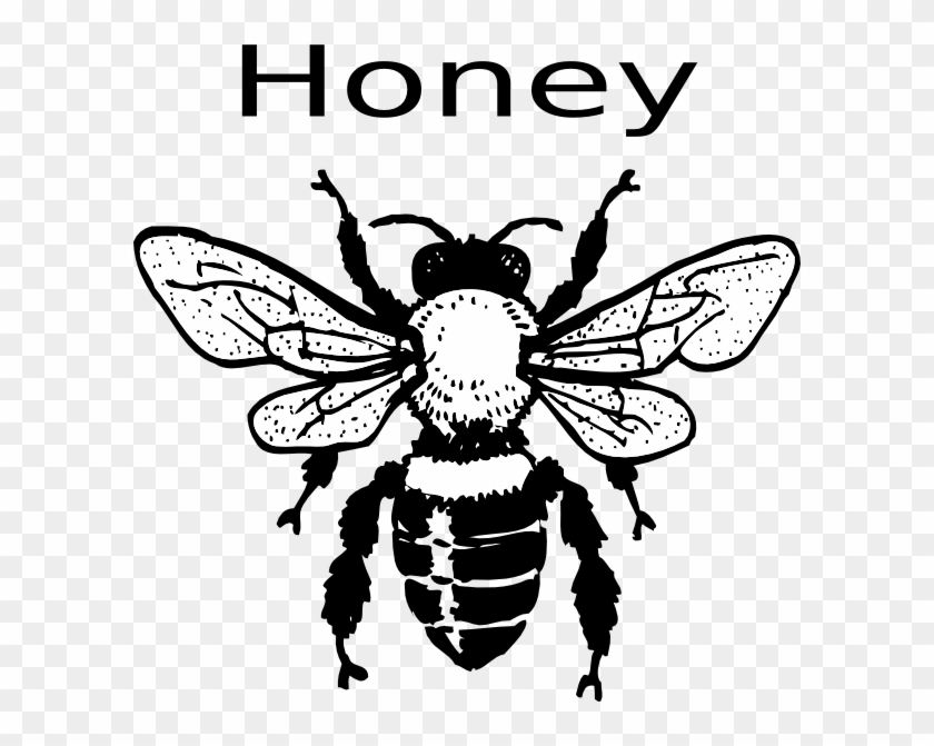 Bee Clip Art Vector Online Royalty Free - Honey Bee Labelled Drawing - Png Download #2236371