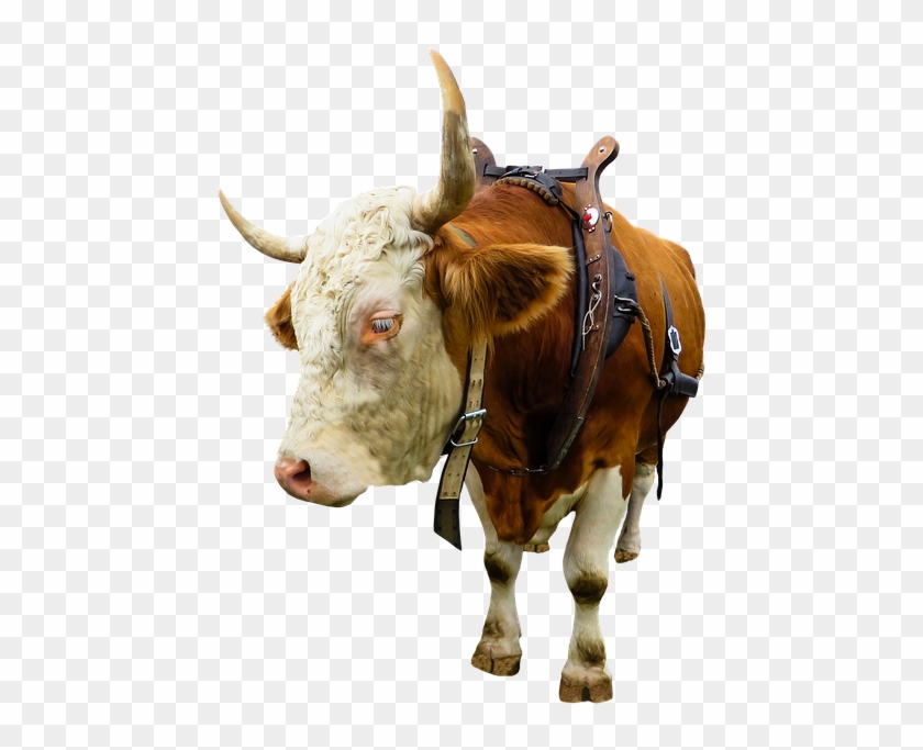 Animal, Cow, Ox, Beef, Isolated, Yoke, Farm - Вол Пнг Clipart #2236531
