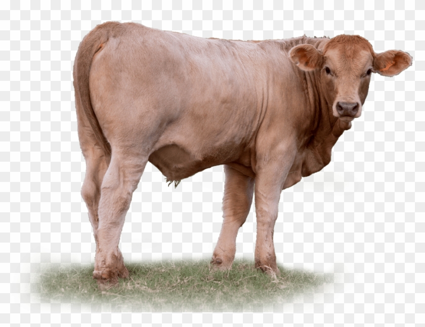 Calf In Corral - Beef Cattle Transparent Clipart
