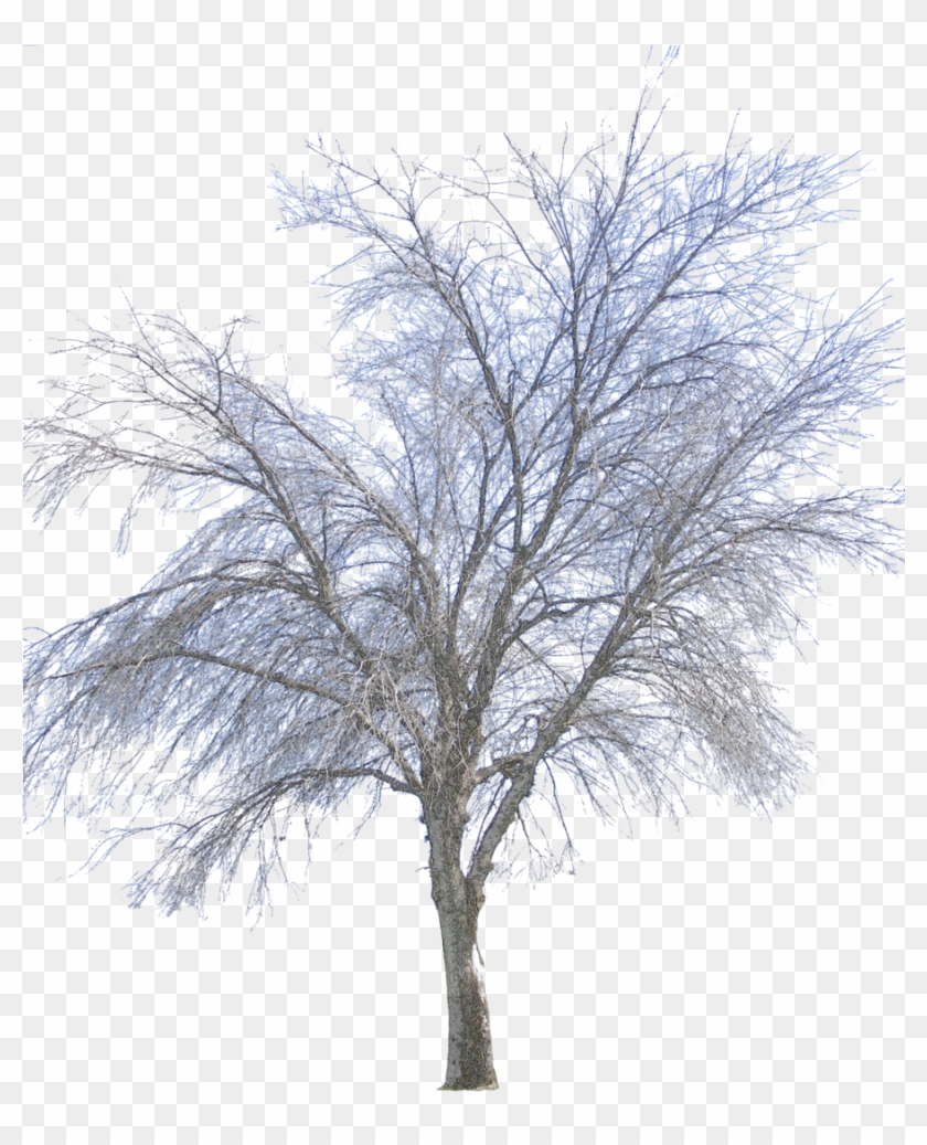 Vector Png - Winter Tree Png Transparent Clipart #2240451