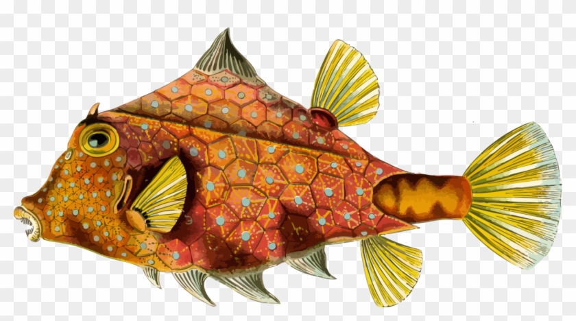 Art Forms In Nature Bony Fishes Yellow Boxfish Rainbow - Ernst Haeckel Art Fish Clipart