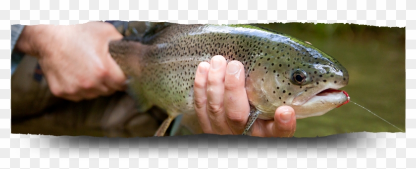 Coastal Cutthroat Trout Clipart