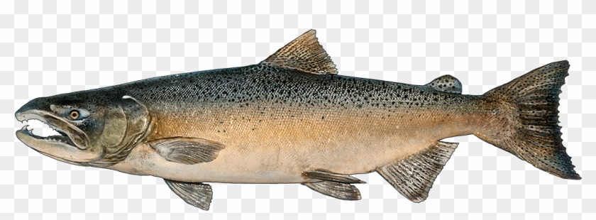 Http - //www - Fishbuoy - Com/images/images/fish Species - Chinook Salmon Clipart #2242448