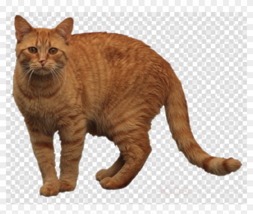 Orange Tabby Cat Png Clipart European Shorthair Dragon Transparent Png #2242536