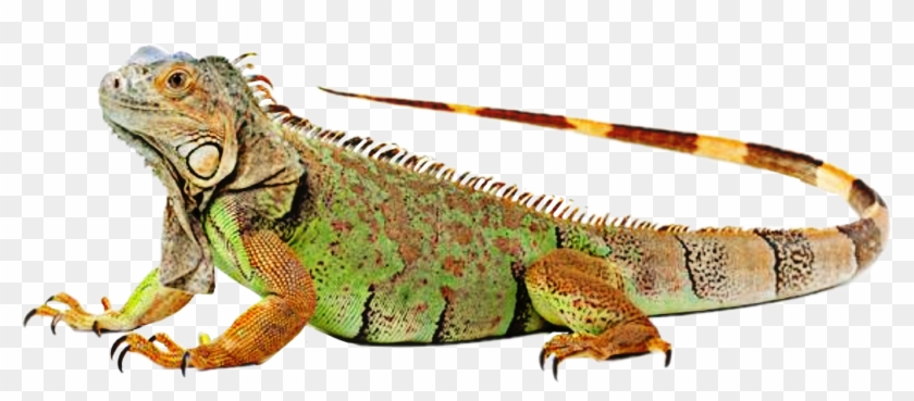 Iguana Clipart Colorful - Lizard Photo Gallery - Png Download