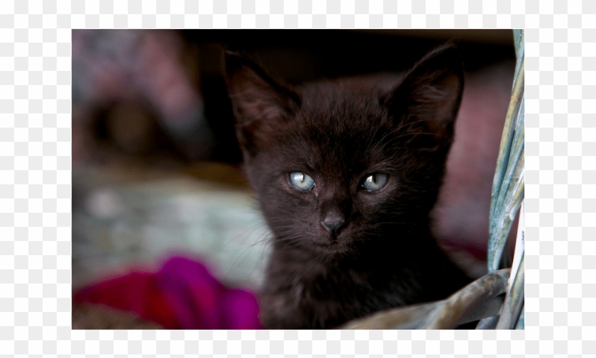 Male Domestic Short Hair Cat In Wa Clipart