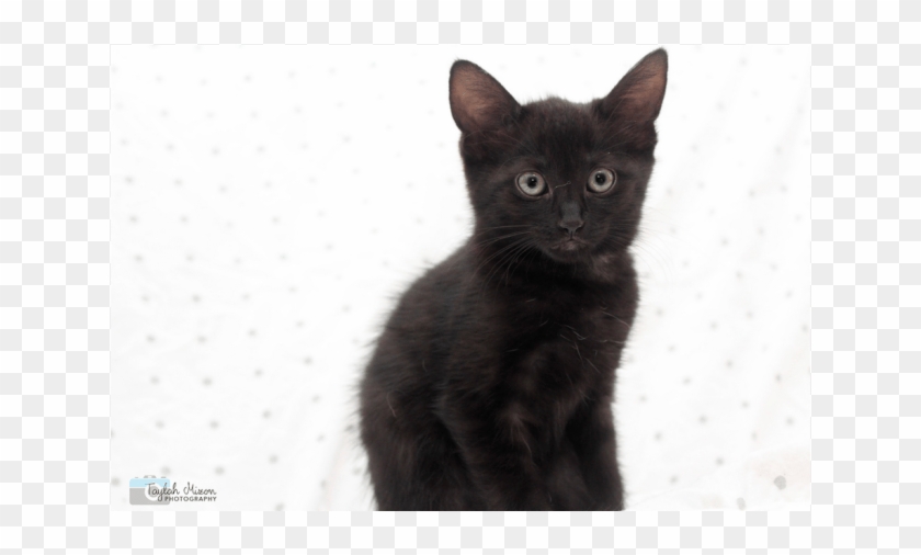 Donate To Petrescue - Black Cat Clipart