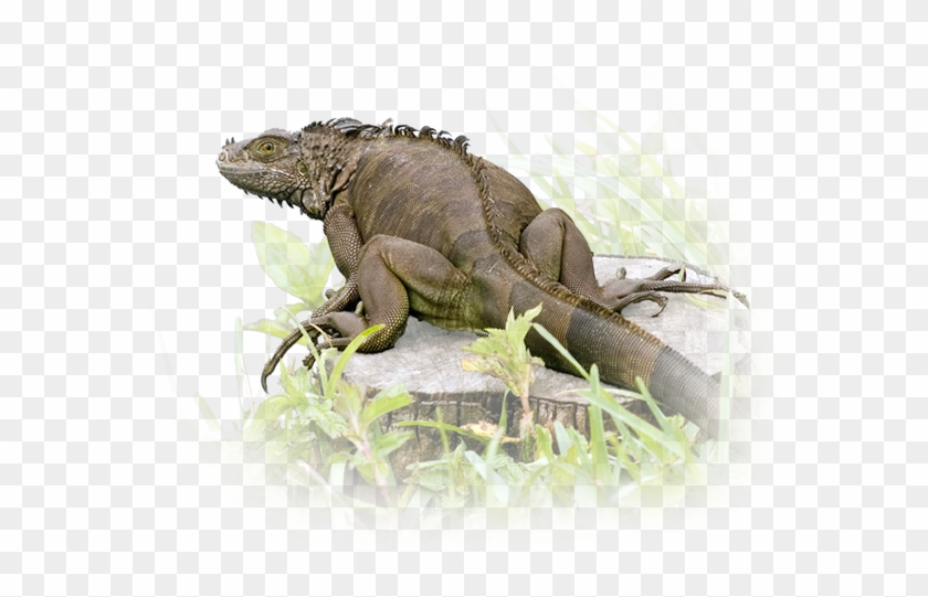 This Region Offers Some Of The Best And Most Easily - Green Iguana Clipart #2242949