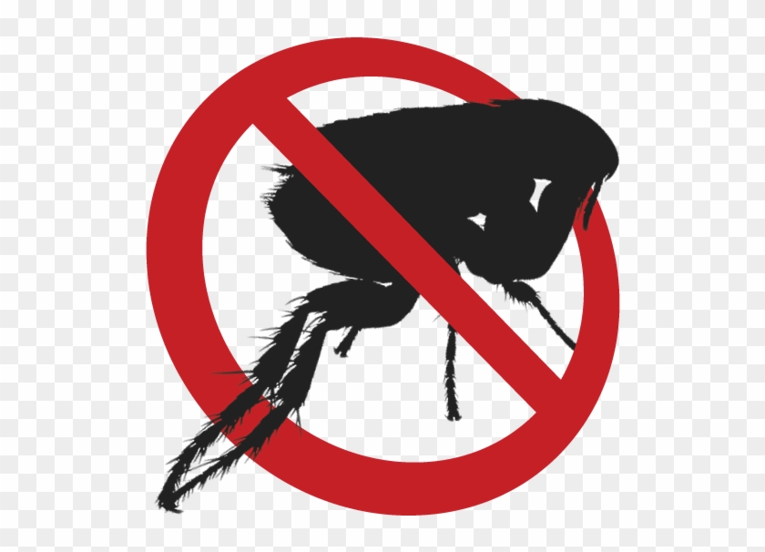 Flea Png - Anti Flea Logo Clipart