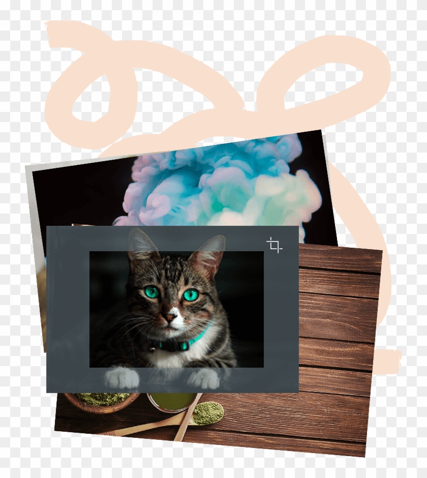 We Know Your Visual Brand Matters To You - Domestic Short-haired Cat Clipart